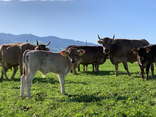 Kühe und Kälber auf dem Rosenbergerhof